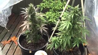 Cannabis Outdoor 2015 Autoflower Update 8!