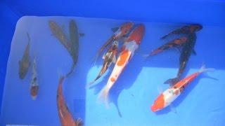 Unboxing Big Japanese Koi carp New pond koi Delivery unwrapping Dairy 3