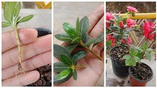 How to grow Azalea ,Grow azalea cuttings faster using this techniques and get 100% Success