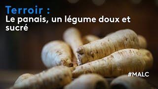 Terroir : le panais, un légume doux et sucré