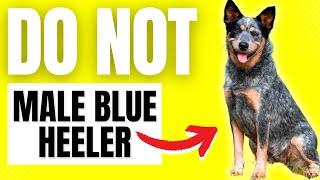 6 Reasons You SHOULD NOT Get A Male Blue Heeler