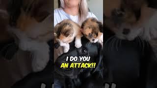 Labrador Meets Two Kittens!!