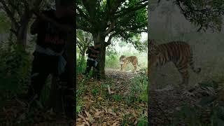 real tiger attack short video satakosia jungle #viral #tiger #animals #viralvideo #shorts