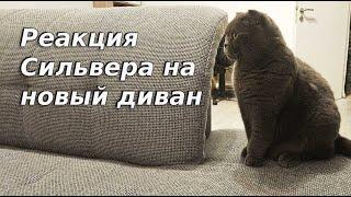 Реакция Сильвера на новый диван / Смешные животные / Британский кот