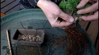 Making a mini Hinoki cypress Bonsai tree