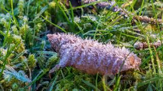 Melting ice Timelapse