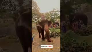 Elephant Shorts ll Dasara 2023 Mysore l Arjuna at Aranya Bhavana Ashokapuram Mysore ll RIP Arjuna 