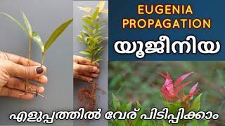 യൂജേനിയ വേര് പിടിപ്പിക്കാം ഇത്രഎളുപ്പം|Eugenia rooting tip|shilpazz thattikootu|gardening Malayalam