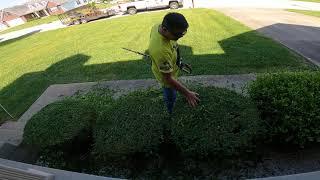 Hedge trim on a Sunny day