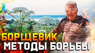 Борщевик - как избавиться от него навсегда? \ Главные методы борьбы на практике