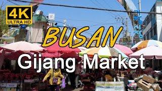 [4K] On Saturday, I visited Gijang Market in Busan, which is famous for snow crabs, salted fish