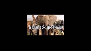 Джавид новая Озвучка Мире животных