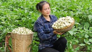 Harvest White Eggplant Baby, Bitter Melon ( agricultural ) Goes to market sell - Make Sour Pork