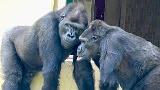 ネネ名場面集｜シャバーニ・キヨマサ編｜東山動物園⭐️ゴリラ gorilla