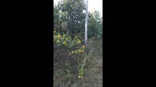janaharsha plot ibrahimpatnam 240 sryds East facing cost 2800.call me 8106355552plz subscribe my ch