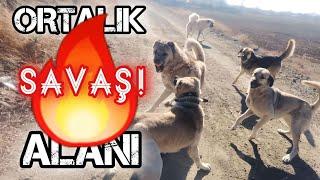 KANGAL KARO VE EKİBİ YABANCI KÖPEKLERLE BOĞUŞTULAR! ORTALIK SAVAŞ ALANI!