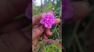 mos Roj variety#shortvideo #flowers#aparna gardener