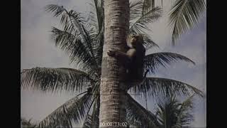 Monkey Picks Coconuts, 1960s - Archive Film 1067200