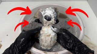 Let's clean up the Dirty Koala!!!. ASMR