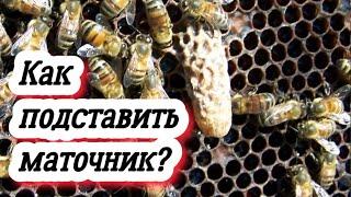 Как в отводок подставить маточник? Пчеловодство легко и просто. Пасека зажужжала!