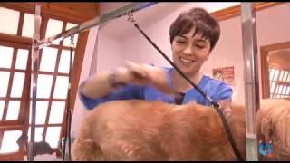 Nominada mejor peluquera canina de España