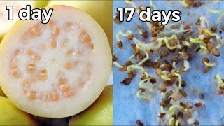 How to grow guava from seed (updated)