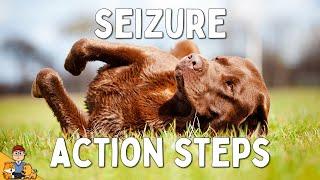 What to Do When Your Dog has a Seizure