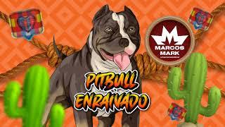 PITBULL ENRAIVADO REMIX DE SÃO JOÃO | MARCOS MARK CD 2023 DE SÃO JOÃO