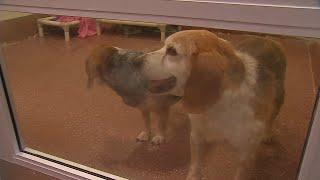 Kentucky Humane Society encouraging pet owners to keep animals calm during 4th of July