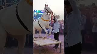 Horse dance chunni me beautiful ️‍ #horsedance #trendding #viralvideo