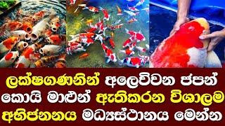 ලක්ෂ ගණනට අලෙවි වන කොයි මත්ස්‍යයින් මෙන්න / Koi Fish