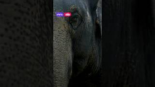 Wild Heroes, Season 3, Episode 3 #zoo #aucklandzoo #elephant #aucklandattractions #animals