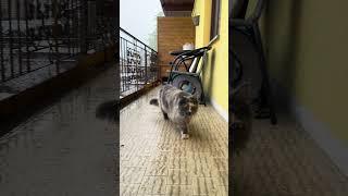 Maine Coon | La sfilata di Mendy sul balcone |#mainecoon