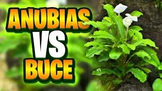 Anubias Vs Bucephalandra - Whats The Best Option For Your Planted Aquarium?