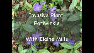 Invasive Plant: Periwinkle