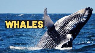 Learn about Whales: Fun Facts and Amazing Adventures | Educational Video for Kids