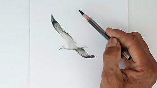 How to draw a flying bird by pencil with easy ways.