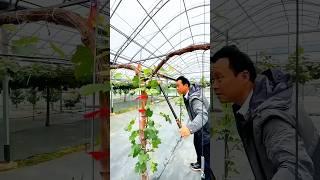 Pruning grafted Queen Nina: Promotes nutrient concentration and supports healthy shoot growth
