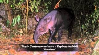 "Los Mamíferos de la Selva Zoque, Oaxaca, México"