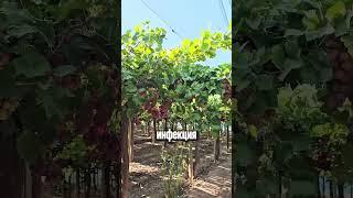  Первая обработка ВИНОГРАДА весной #дача #сад #огород