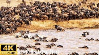 Epic Wildebeest River Crossing | Nature's Great Migration • 4K Scenic Relaxing Film: Relaxing Music"