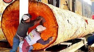 Terrifying! This is the real reason this wood is valued at 2 billion || sawmill