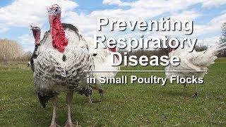 Preventing Respiratory Disease in Small Poultry Flocks