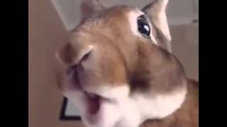 Hase oder Kaninchen frisst voll süß