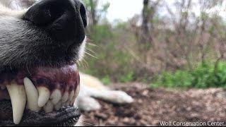 Pre-Coffee Wolf?