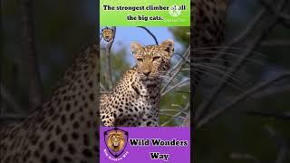 The strongest climber of all the big cats.davidwakawaka#leopard #leopard #shorts #ytshorts