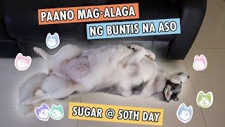 A DAY IN A LIFE OF A JONTIS HUSKY (DOG BUNTIS ROUTINE)