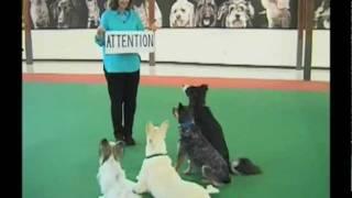 Training a Dog - Attention Training - Behavior