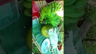 Maraming Pagkain !!! Monacar’s Farm Cooking Eating Bonding #shorts travel,cooking, gardening