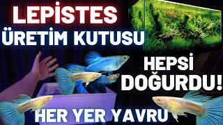 LEPİSTES ÜRETİM KUTUSU! HEPSİ DOĞURDU! #akvaryum #lepistes